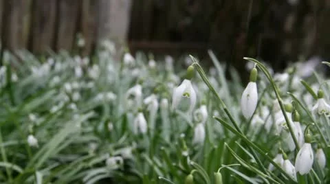 Snowdrops in the snow Video stock 22320112