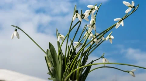 Snowdrops in the snow Stock Footage 46950344