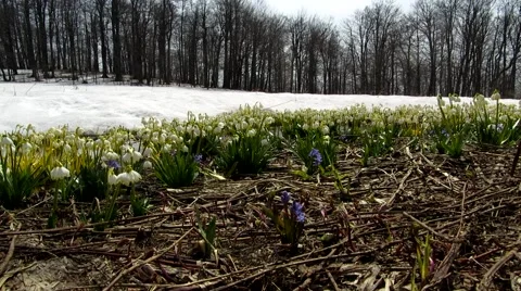 Snowdrops at snow Stock Footage 68725627
