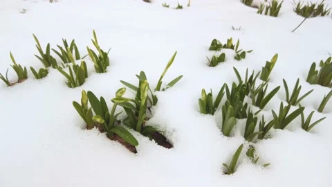 Snowdrops in the snow Stock Footage 171803480