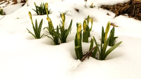 Snowdrops in the snow Stock Footage 171803884