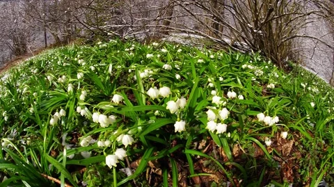 Snowdrops in the snow Stock Footage 171816598