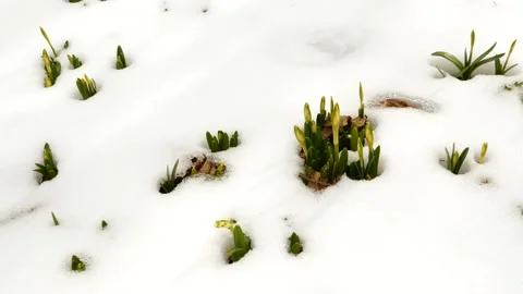 Snowdrops in the snow Stock Footage 171816647