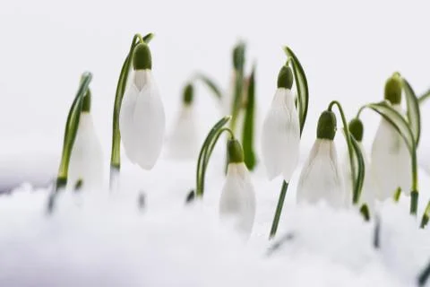 Snowdrops in snow Stock Photos