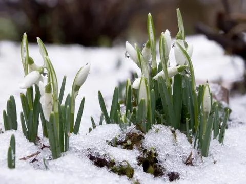Snowdrops in snow Stock Photos