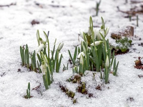 Snowdrops in snow Stock Photos
