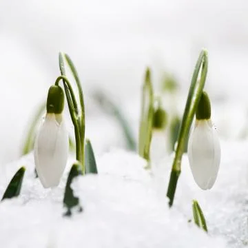 Snowdrops in snow Stock Photos