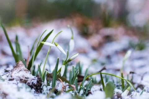 Snowdrops in the Snow Stock Photos