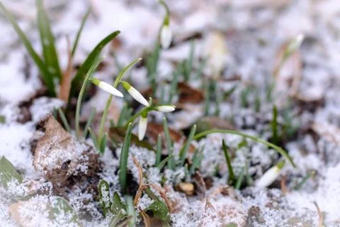 Snowdrops in the Snow Stock Photos