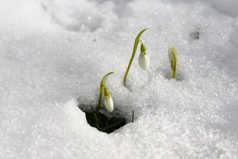 Snowdrops in the snow Stock Photos