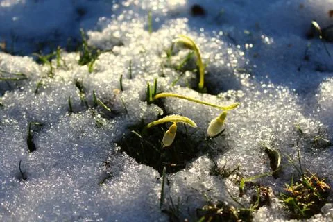 Snowdrops in the snow Foto stock