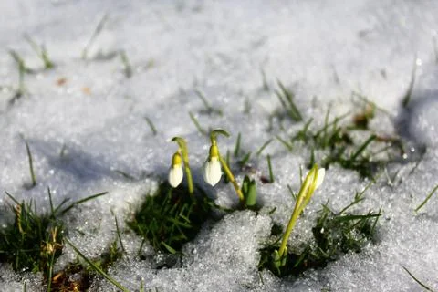Snowdrops in the snow Stock Photos
