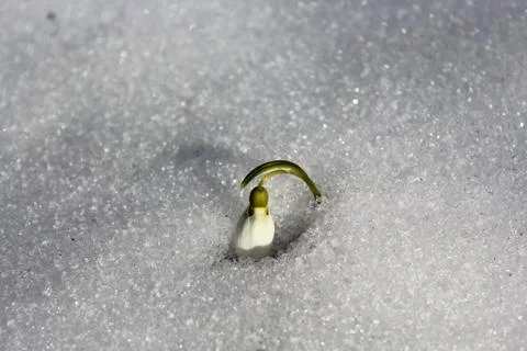 Snowdrops in the snow Stock Photos