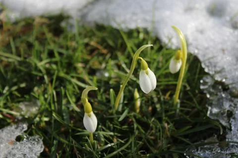 Snowdrops in the snow Stock Photos