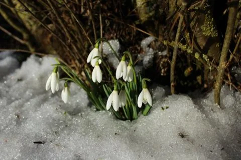 Snowdrops in the snow Stock Photos