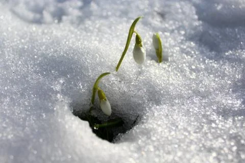 Snowdrops in the snow Stock Photos
