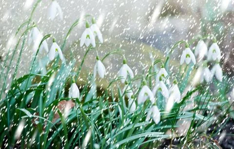 Snowdrops in the snowfall Stock Photos