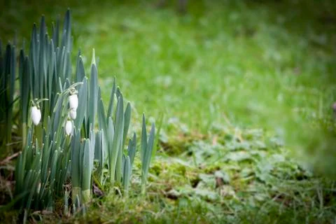 Snowdrops with space Stock Photos