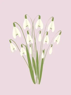 Snowdrops Spring background . Early spring flowers. Great for greeting card.. Stock Illustration