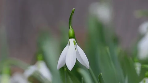 Snowdrops in spring close up Video stock 302900571