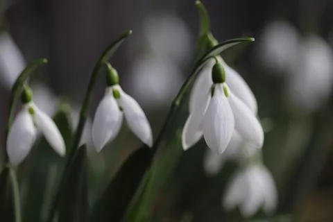 Snowdrops in spring close up Stock Photos