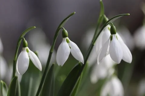 Snowdrops in spring close up Stock Photos