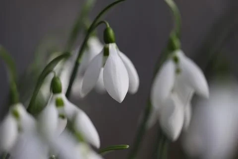 Snowdrops in spring close up Stock Photos
