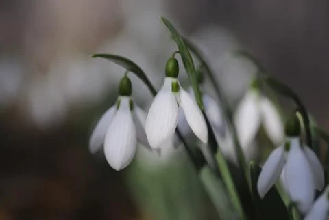 Snowdrops in spring close up Stock Photos