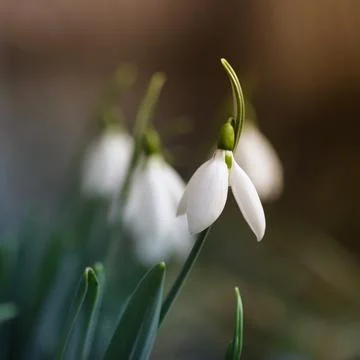 Snowdrops in spring close up Stock Photos