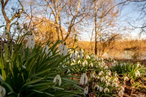 Snowdrops in spring - the first heralds of spring Stock Photos