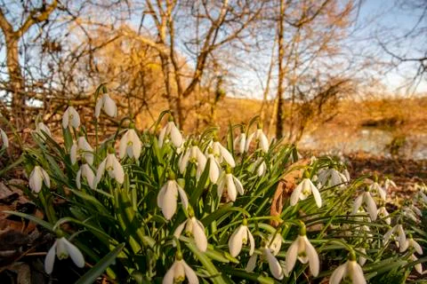 Snowdrops in spring - the first heralds of spring Stock Photos