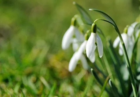 Snowdrops spring flowers. Stock Photos