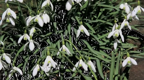 Snowdrops in spring Stock Footage 1491261