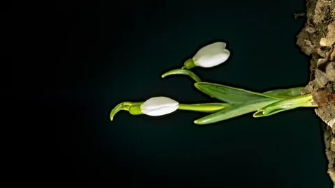 Snowdrops in the spring Stock Footage 104145653