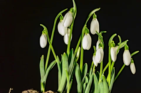 Snowdrops in the spring Video stock 104146616