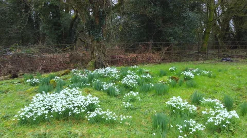 Snowdrops in Spring Stock Footage 150253910