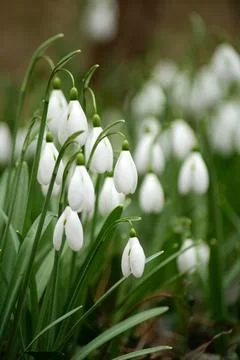 Snowdrops in the spring forest. Easter, mother day. Stock Photos