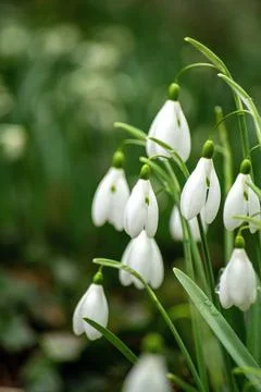 Snowdrops in the spring forest. Easter, mother day. Stock Photos
