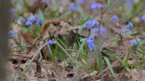 Snowdrops in the Spring Forest Stock Footage 73926325