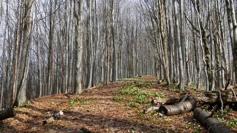Snowdrops in spring forest. Video stock 74225675