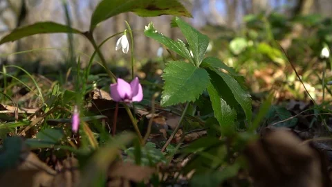 Snowdrops in the spring forest Vidéo 101850648