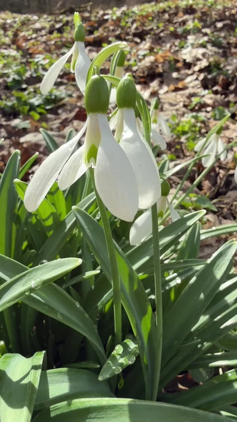 Snowdrops in spring forest. Stock Footage 304168639