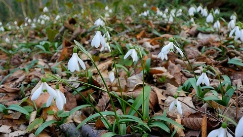 Snowdrops in spring forest. macro 스톡 동영상 86182865