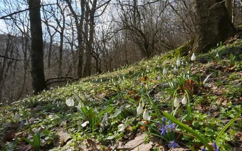 Snowdrops in spring forest Stock Photos