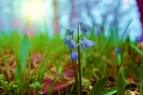 Snowdrops in spring forest Fotos Stock