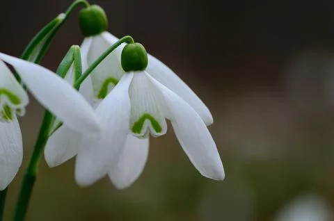 Snowdrops in spring large view Fotos de archivo