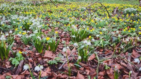 Snowdrops in the spring on the lawn Stock Photos
