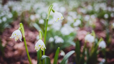 Snowdrops in the spring on the lawn Stock Photos