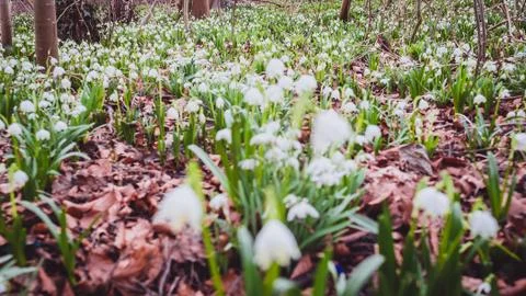Snowdrops in the spring on the lawn Stock Photos