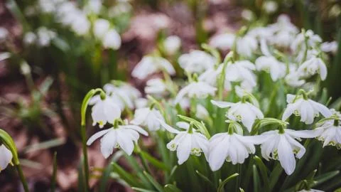 Snowdrops in the spring on the lawn Stock Photos
